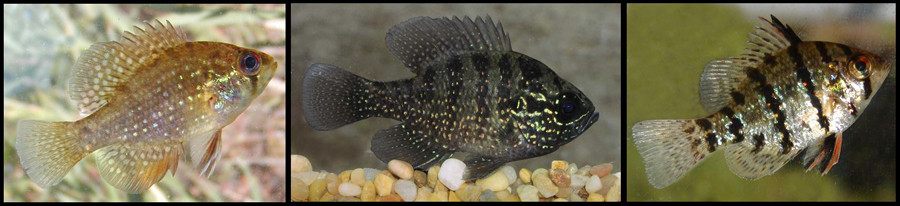 Bluespotted sunfish, Banded sunfish, and Blackbanded sunfish 